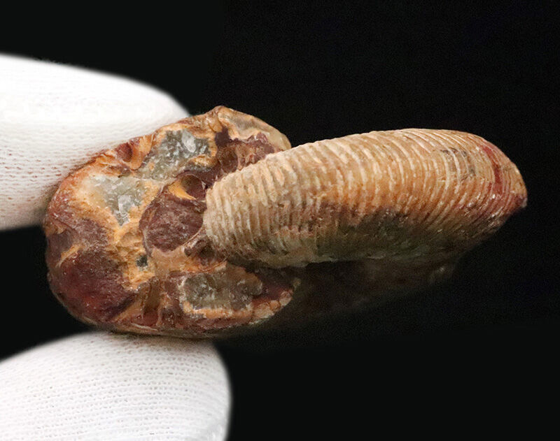 定番のクレオニセラスとは一線を画す、マダガスカル産の希少属ヒポフィロセラス（Hypophylloceras）（その7）
