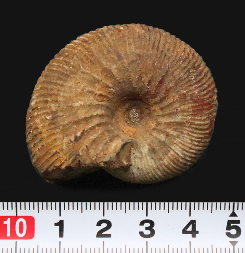 定番のクレオニセラスとは一線を画す、マダガスカル産の希少属ヒポフィロセラス（Hypophylloceras）（その8）