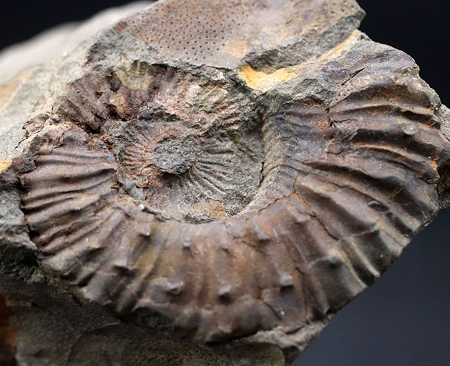感涙ものの肋（ろく）や突起の保存状態！１９９３年に採集されたオールドコレクション。和歌山県有田層郡の白亜紀希少アンモナイト、シャスティクリオセラス（Shasticrioceras）の化石（その1）