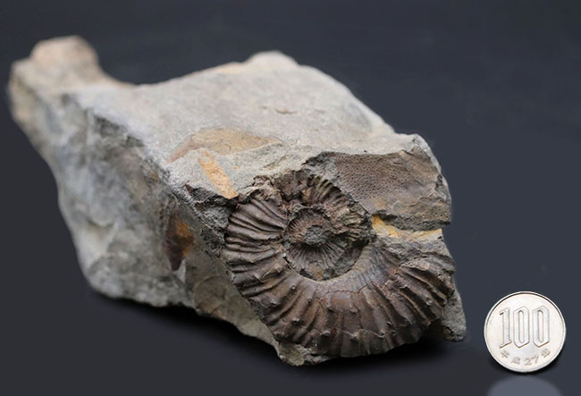 感涙ものの肋（ろく）や突起の保存状態！１９９３年に採集されたオールドコレクション。和歌山県有田層郡の白亜紀希少アンモナイト、シャスティクリオセラス（Shasticrioceras）の化石（その11）