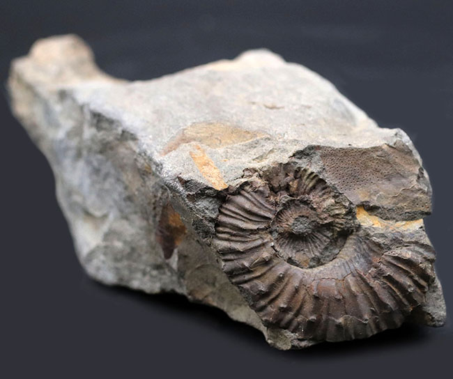 感涙ものの肋（ろく）や突起の保存状態！１９９３年に採集されたオールドコレクション。和歌山県有田層郡の白亜紀希少アンモナイト、シャスティクリオセラス（Shasticrioceras）の化石（その2）