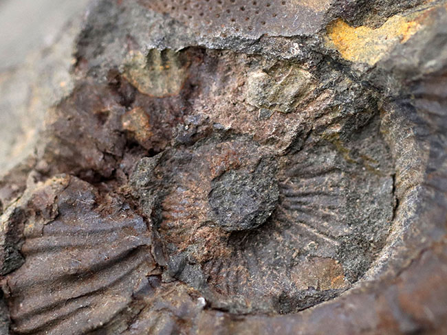 感涙ものの肋（ろく）や突起の保存状態！１９９３年に採集されたオールドコレクション。和歌山県有田層郡の白亜紀希少アンモナイト、シャスティクリオセラス（Shasticrioceras）の化石（その4）