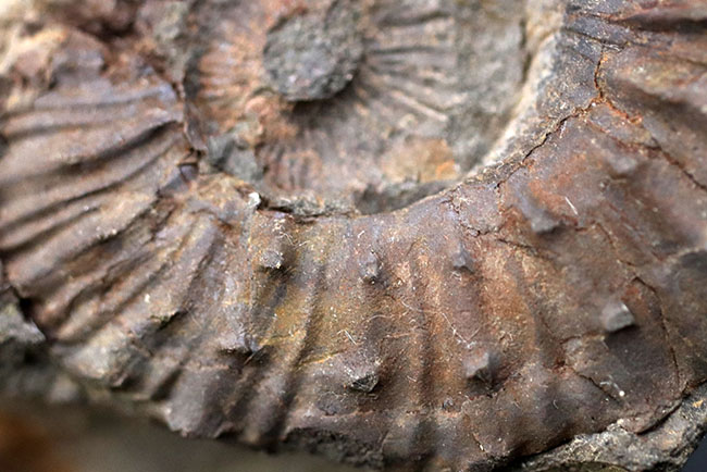 感涙ものの肋（ろく）や突起の保存状態！１９９３年に採集されたオールドコレクション。和歌山県有田層郡の白亜紀希少アンモナイト、シャスティクリオセラス（Shasticrioceras）の化石（その5）