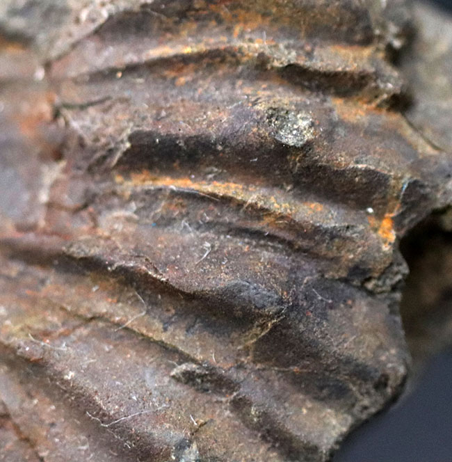 感涙ものの肋（ろく）や突起の保存状態！１９９３年に採集されたオールドコレクション。和歌山県有田層郡の白亜紀希少アンモナイト、シャスティクリオセラス（Shasticrioceras）の化石（その6）