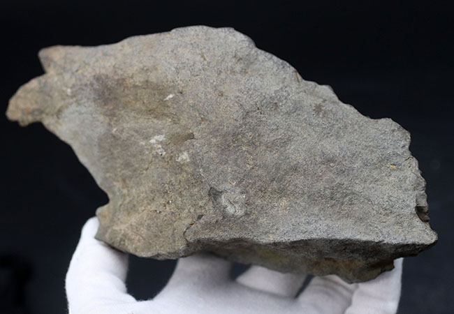感涙ものの肋（ろく）や突起の保存状態！１９９３年に採集されたオールドコレクション。和歌山県有田層郡の白亜紀希少アンモナイト、シャスティクリオセラス（Shasticrioceras）の化石（その8）
