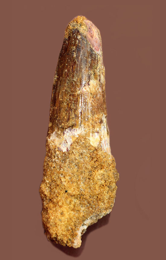 太いタイプ!当時の食物連鎖の頂点に君臨した、スピノサウルスの歯化石(Spinosaurus)(その1)
