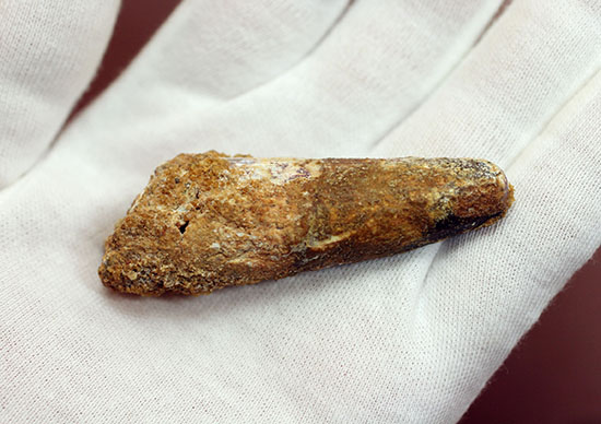 太いタイプ!当時の食物連鎖の頂点に君臨した、スピノサウルスの歯化石(Spinosaurus)(その3)