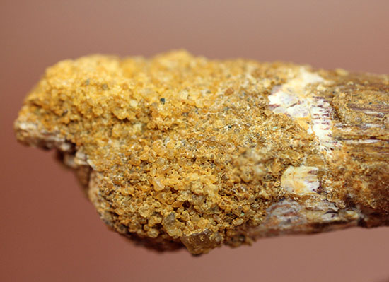 太いタイプ!当時の食物連鎖の頂点に君臨した、スピノサウルスの歯化石(Spinosaurus)(その5)
