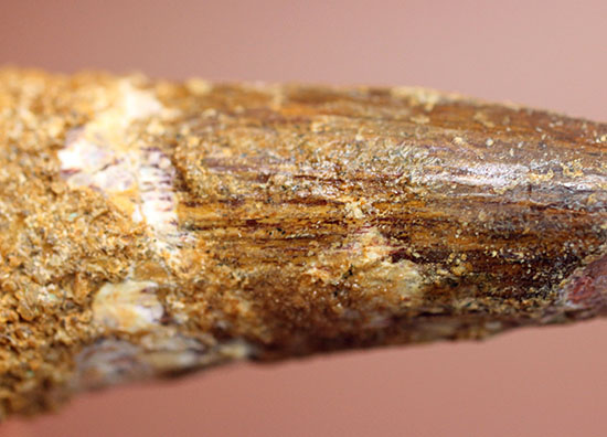 太いタイプ!当時の食物連鎖の頂点に君臨した、スピノサウルスの歯化石(Spinosaurus)(その6)