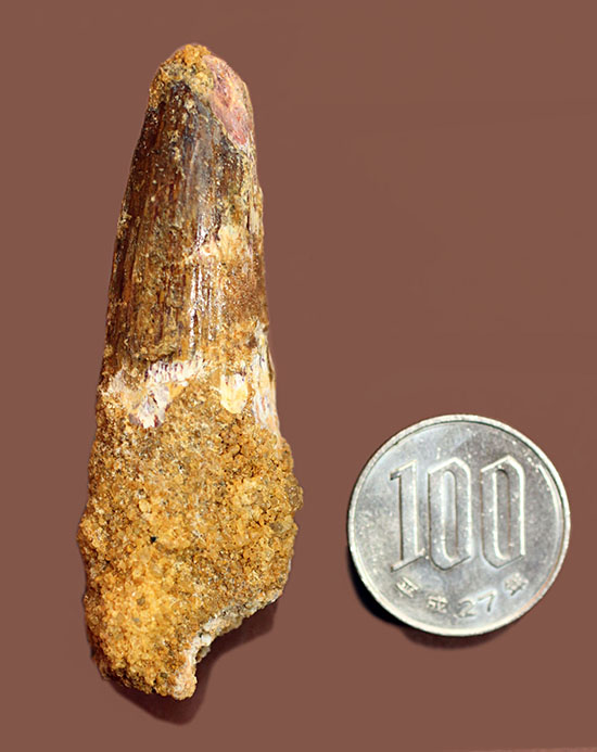 太いタイプ!当時の食物連鎖の頂点に君臨した、スピノサウルスの歯化石(Spinosaurus)(その9)