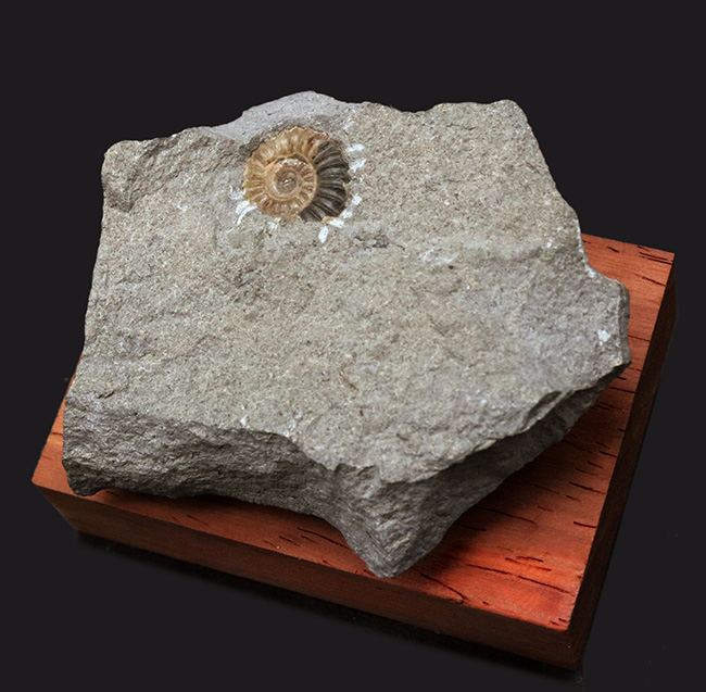 イングランド・ドーセットで採集された中生代ジュラ紀のアンモナイト、プロミクロセラス（Promicroceras）の台座付き標本（その1）