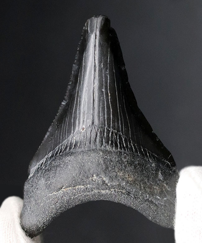 100%ナチュラル!新生代漸新世に登場した海の王者、メガロドン(Carcharocles megalodon)の歯化石(その1)