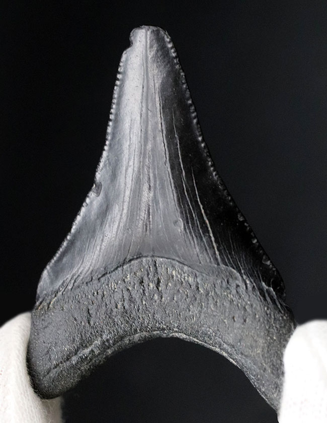 100%ナチュラル!新生代漸新世に登場した海の王者、メガロドン(Carcharocles megalodon)の歯化石(その2)