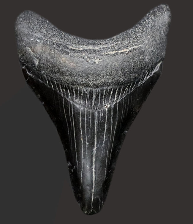 １００％ナチュラル！新生代漸新世に登場した海の王者、メガロドン（Carcharocles megalodon）の歯化石（その3）