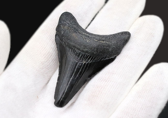 １００％ナチュラル！新生代漸新世に登場した海の王者、メガロドン（Carcharocles megalodon）の歯化石（その4）