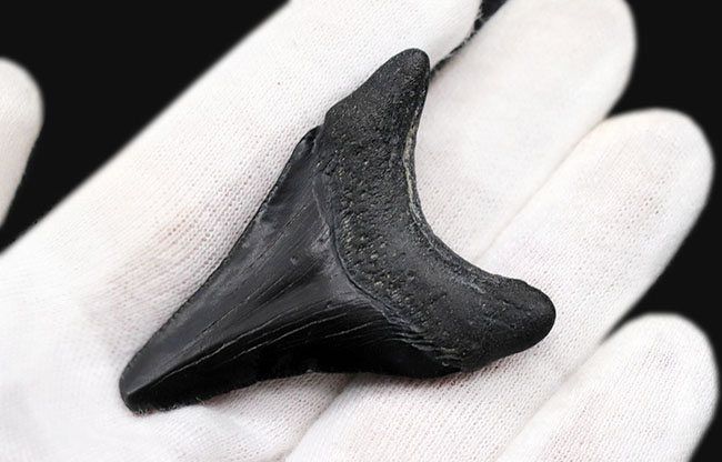 100%ナチュラル!新生代漸新世に登場した海の王者、メガロドン(Carcharocles megalodon)の歯化石(その5)