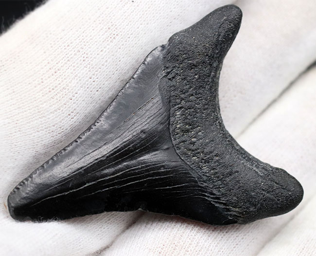100%ナチュラル!新生代漸新世に登場した海の王者、メガロドン(Carcharocles megalodon)の歯化石(その6)