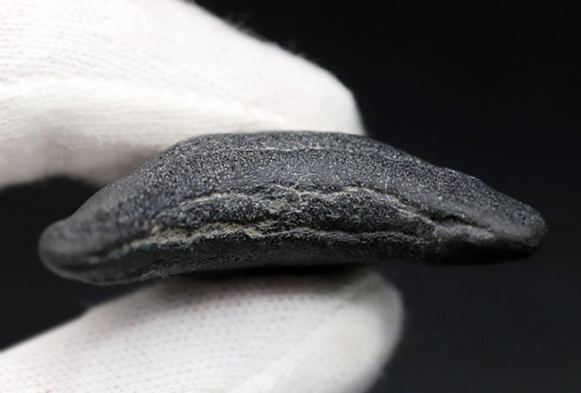 100%ナチュラル!新生代漸新世に登場した海の王者、メガロドン(Carcharocles megalodon)の歯化石(その7)