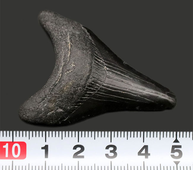 １００％ナチュラル！新生代漸新世に登場した海の王者、メガロドン（Carcharocles megalodon）の歯化石（その8）