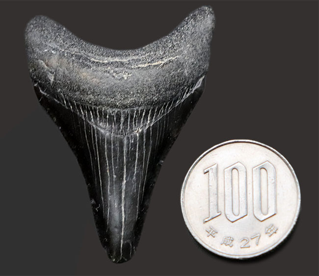 １００％ナチュラル！新生代漸新世に登場した海の王者、メガロドン（Carcharocles megalodon）の歯化石（その9）