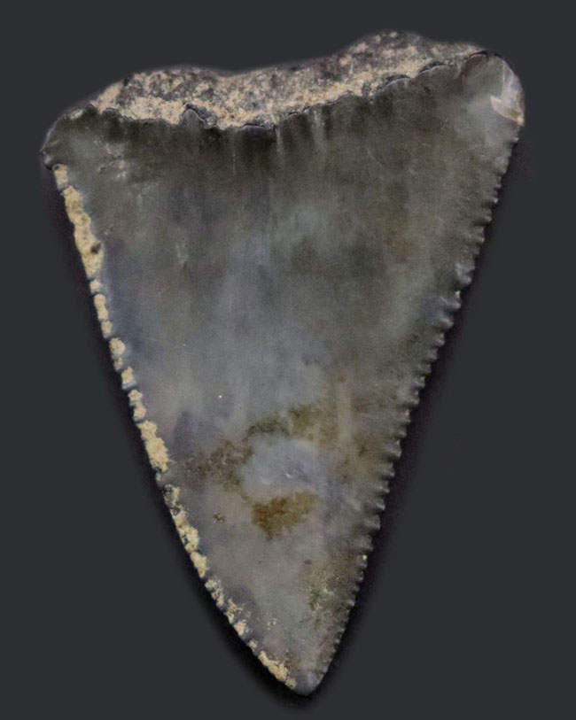 国産マニアックシリーズ！希少な国産のサメ歯化石。千葉県銚子市犬吠埼（いぬぼうさき）の南側で採集（その1）