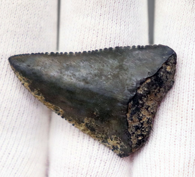 国産マニアックシリーズ！希少な国産のサメ歯化石。千葉県銚子市犬吠埼（いぬぼうさき）の南側で採集（その3）