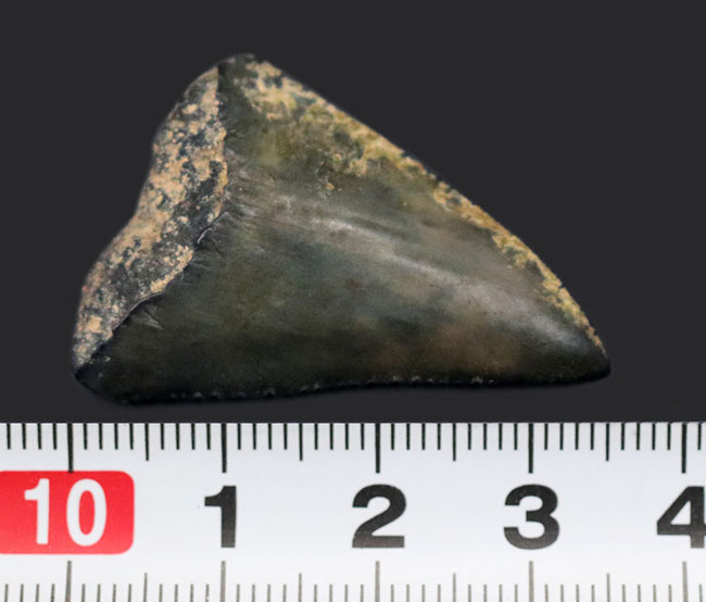 国産マニアックシリーズ！希少な国産のサメ歯化石。千葉県銚子市犬吠埼（いぬぼうさき）の南側で採集（その7）