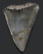 国産マニアックシリーズ！希少な国産のサメ歯化石。千葉県銚子市犬吠埼（いぬぼうさき）の南側で採集