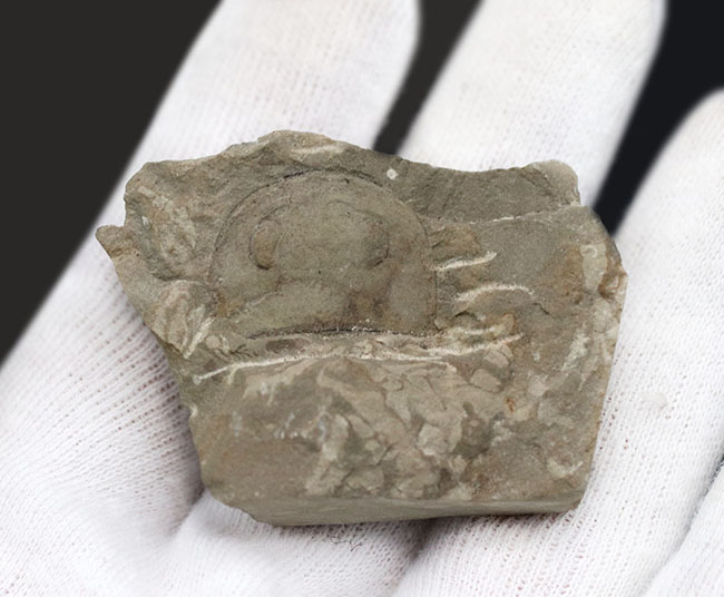 珍しいウクライナ産のウミサソリ、ユーリプテルス(Eurypterus tetragonophthalmus)の頭部化石(その3)