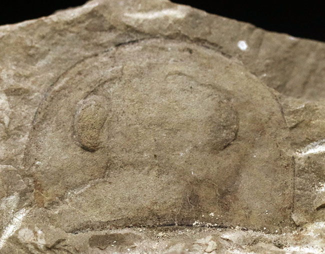 珍しいウクライナ産のウミサソリ、ユーリプテルス（Eurypterus tetragonophthalmus）の頭部化石（その5）