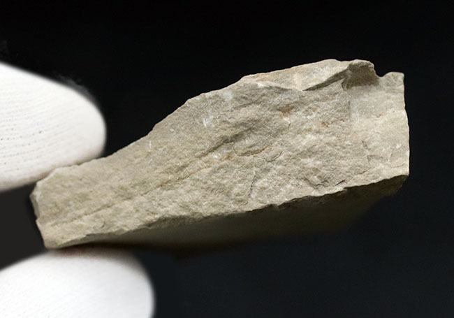 珍しいウクライナ産のウミサソリ、ユーリプテルス（Eurypterus tetragonophthalmus）の頭部化石（その6）