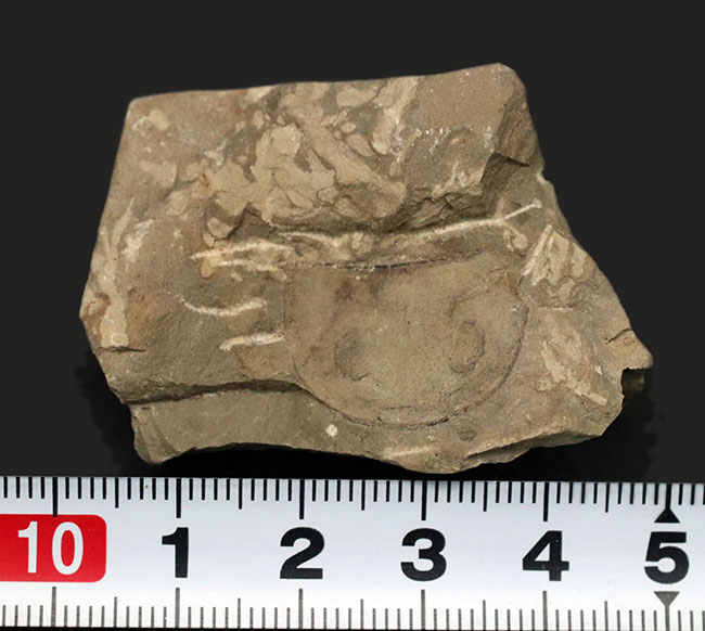 珍しいウクライナ産のウミサソリ、ユーリプテルス（Eurypterus tetragonophthalmus）の頭部化石（その7）