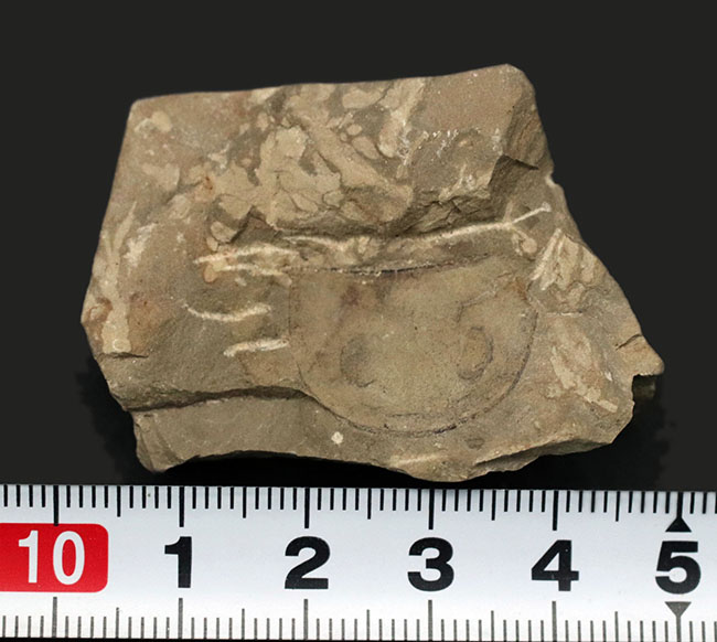 珍しいウクライナ産のウミサソリ、ユーリプテルス(Eurypterus tetragonophthalmus)の頭部化石(その7)