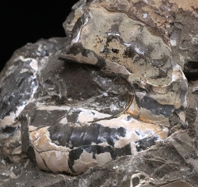 北海道天塩中川産、北海道の異常巻きアンモナイト、ユーボストリコセラス（Eubostrychoceras）の部分標本。あのニッポニテスとの関係が示唆（その2）