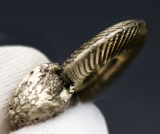 アンモナイト [AM356] クエンステッドトセラス アンモナイト [AM356] クエンステッドトセラス