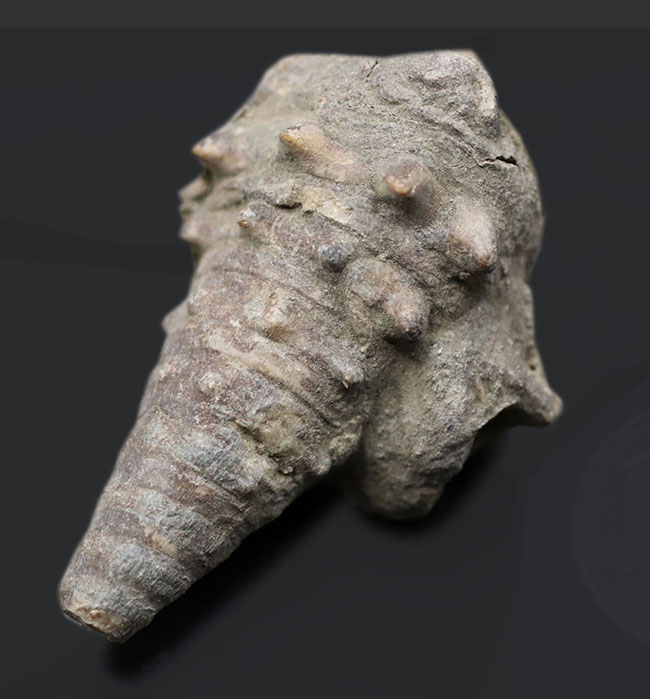典型的な示相化石、亜熱帯性気候だった証拠、大きな突起が多数保存された、希少な国内産のビカリア（Vicarya）（その1）