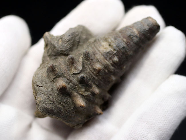 典型的な示相化石、亜熱帯性気候だった証拠、大きな突起が多数保存され