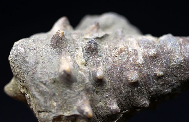 典型的な示相化石、亜熱帯性気候だった証拠、大きな突起が多数保存された、希少な国内産のビカリア（Vicarya）（その6）