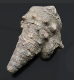 典型的な示相化石、亜熱帯性気候だった証拠、大きな突起が多数保存された、希少な国内産のビカリア（Vicarya）