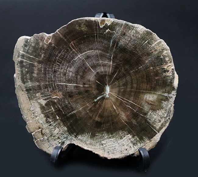 濃淡ある暗褐色が実に渋い珪化木（Petrified wood）（その1）