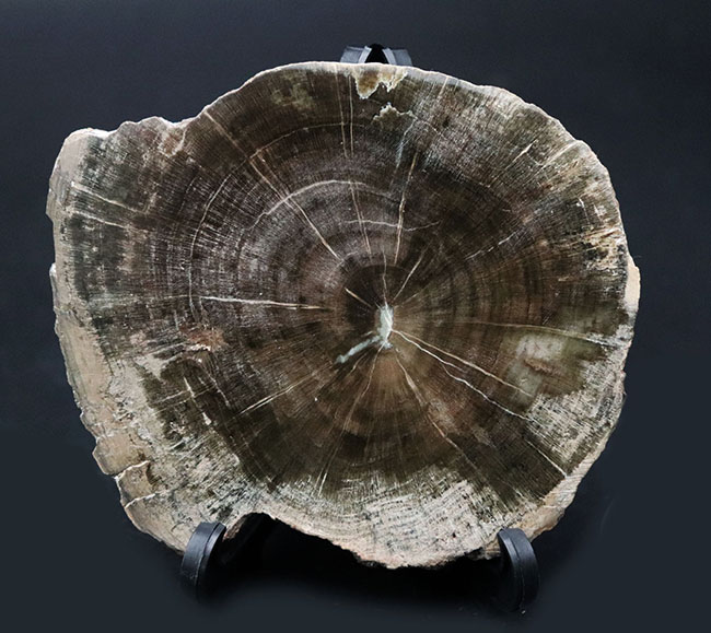 濃淡ある暗褐色が実に渋い珪化木(Petrified wood)(その1)