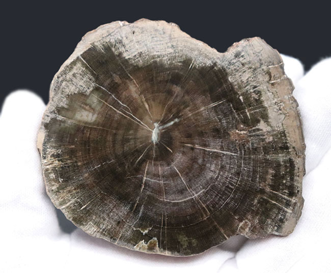 濃淡ある暗褐色が実に渋い珪化木(Petrified wood)(その2)