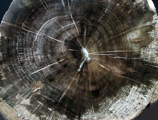 濃淡ある暗褐色が実に渋い珪化木(Petrified wood)(その3)