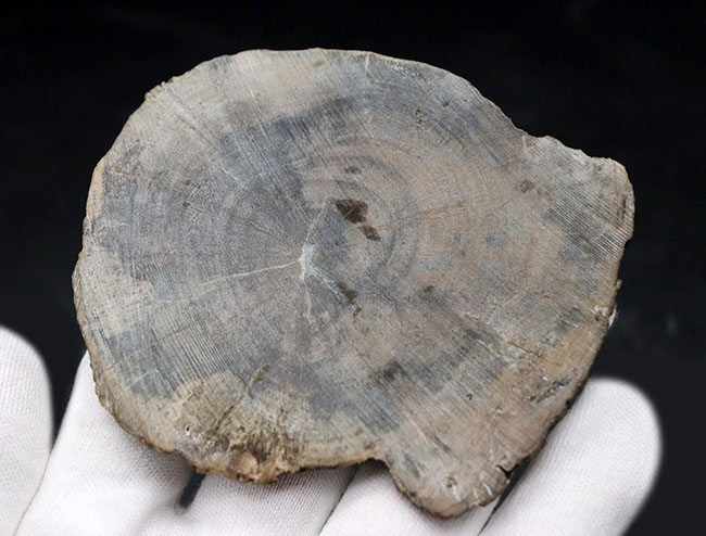 濃淡ある暗褐色が実に渋い珪化木（Petrified wood） 化石 販売