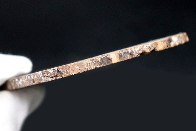 濃淡ある暗褐色が実に渋い珪化木(Petrified wood)(その5)