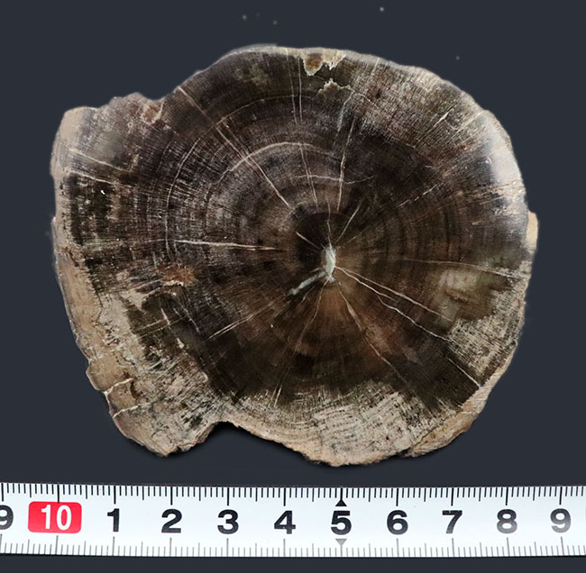 濃淡ある暗褐色が実に渋い珪化木（Petrified wood）（その6）