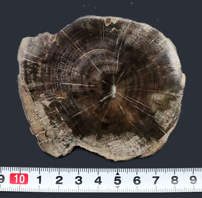 濃淡ある暗褐色が実に渋い珪化木(Petrified wood)(その6)