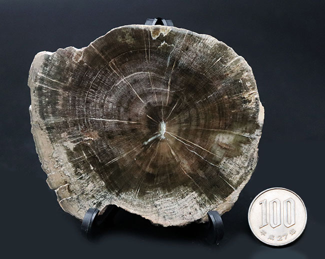 濃淡ある暗褐色が実に渋い珪化木(Petrified wood)(その7)