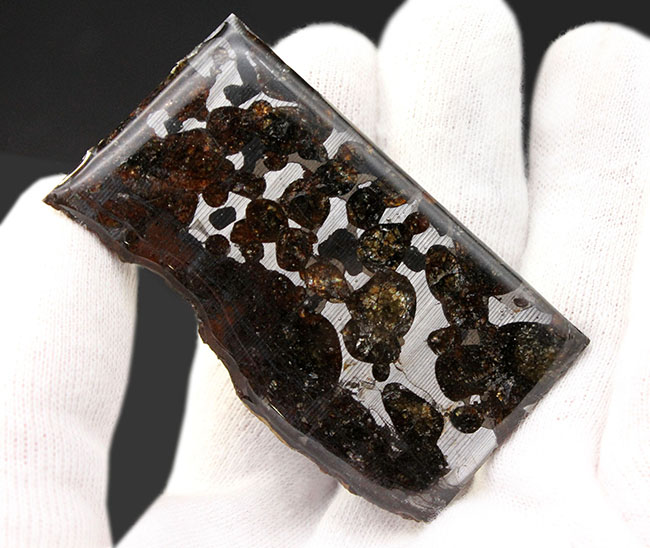 世界で最も美しい隕石とされる石鉄隕石、パラサイト（本体防錆処理済み）。２０１６年に新たに発見されたケニア共和国セリコ産。（その3）
