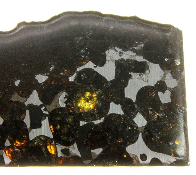 世界で最も美しい隕石とされる石鉄隕石、パラサイト（本体防錆処理済み）。２０１６年に新たに発見されたケニア共和国セリコ産。（その4）